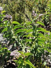 Veronica derwentiana