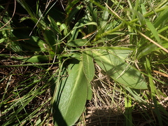 Alepidea natalensis