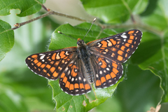 Euphydryas maturna