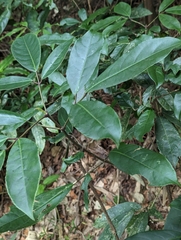 Turpinia ternata