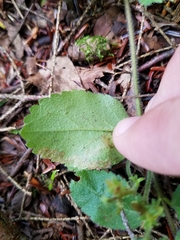 Phytomyza crassiseta