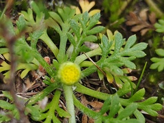 Leptinella filicula