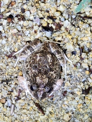 Platyplectrum ornatum