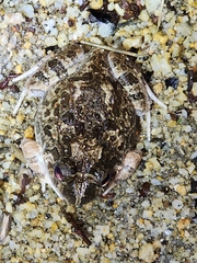 Platyplectrum ornatum