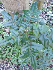 Berberis