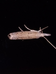 Culladia cuneiferellus