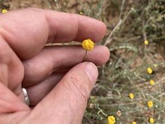 Pentzia