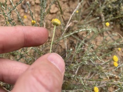 Pentzia