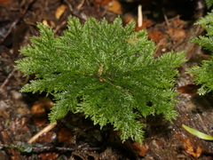 Dendrohypopterygium filiculiforme