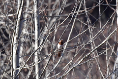 Turdus ruficollis