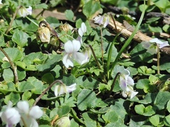 Viola curtisiae