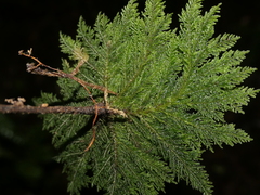Dendrohypopterygium filiculiforme