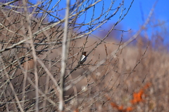 Turdus ruficollis