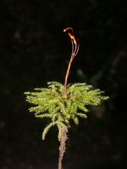 Hypnodendraceae