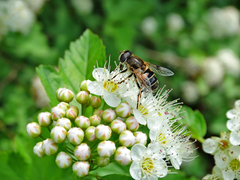 Eristalis arbustorum
