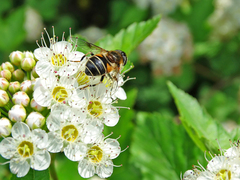 Eristalis arbustorum