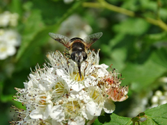 Eristalis arbustorum
