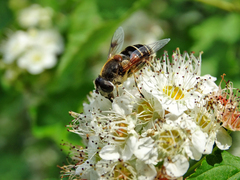 Eristalis arbustorum