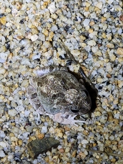 Platyplectrum ornatum