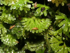 Hymenophyton flabellatum