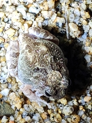 Platyplectrum ornatum