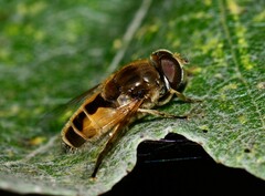 Eristalis arbustorum