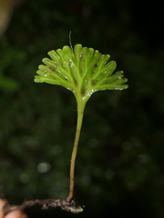 Hymenophyton flabellatum