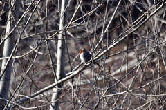 Turdus ruficollis