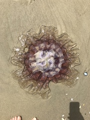 Pseudorhiza haeckeli