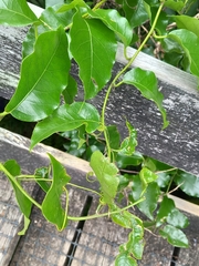 Passiflora tetrandra