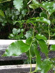 Passiflora tetrandra