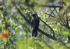 Cacomantis passerinus