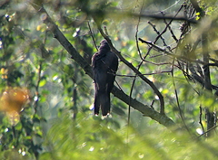 Cacomantis passerinus