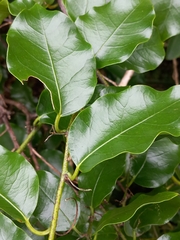 Passiflora tetrandra