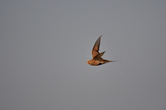 Syrrhaptes paradoxus