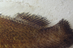 Umbrina canariensis