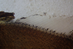 Umbrina canariensis