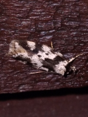 Barea confusella