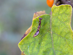 Odontomantis planiceps