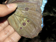 Morpho menelaus offenbachi