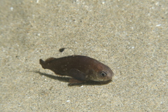 Umbrina canariensis