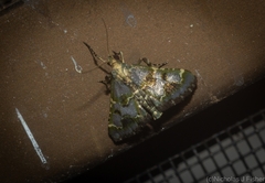 Arescoptera haplocala