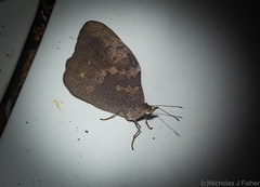 Heteronympha mirifica