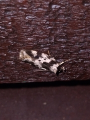 Barea confusella