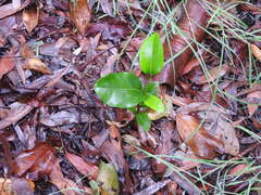 Huberantha nitidissima
