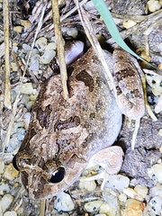 Platyplectrum ornatum