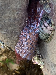 Phlyctenanthus australis