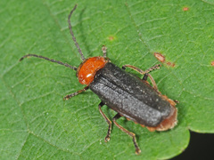 Silis ruficollis
