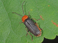 Silis ruficollis