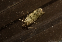 Barea subviridella